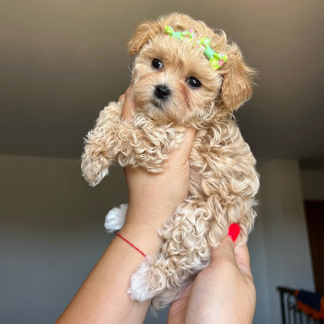 Do you provide support and guidance after adopting a Maltipoo puppy?