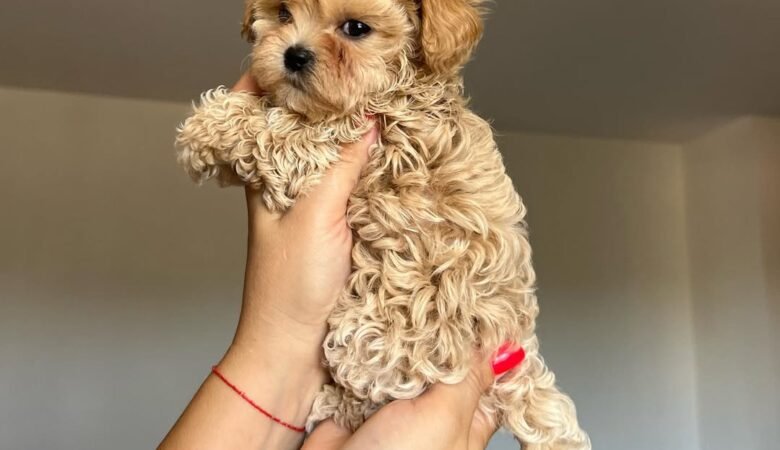 How do you ensure your Maltipoo puppy breeders are ethical and responsible?
