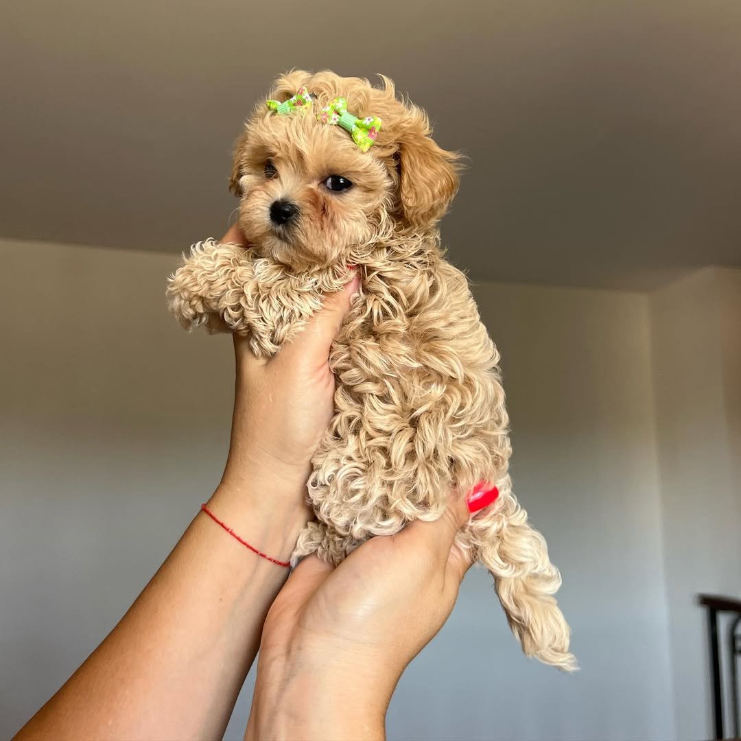 How do you ensure your Maltipoo puppy breeders are ethical and responsible?