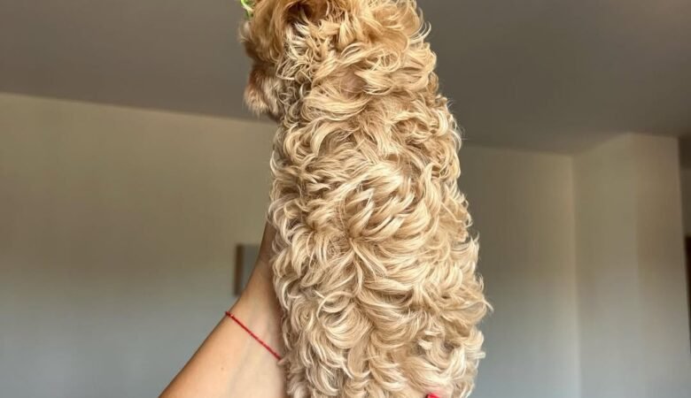 Are your Maltipoo puppies health-checked and vaccinated?