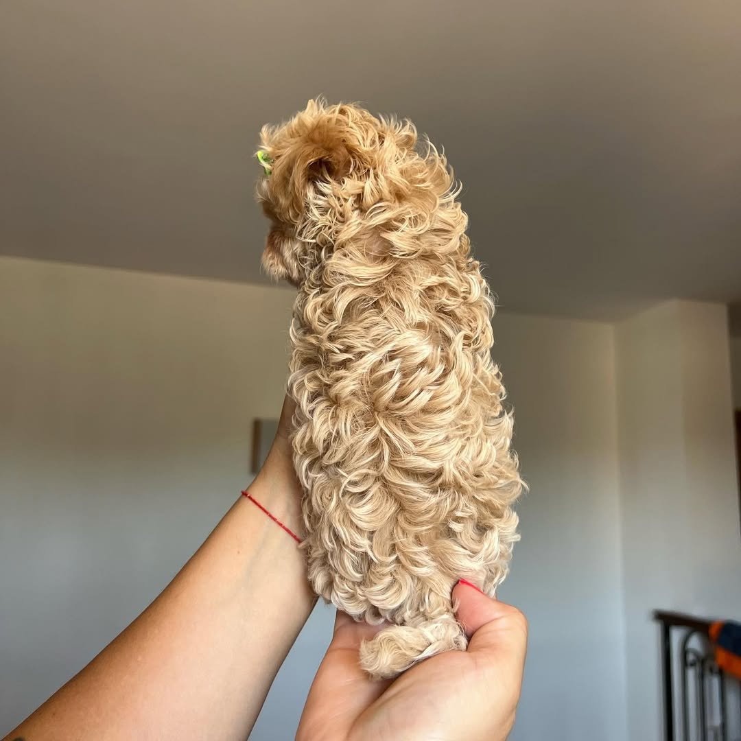 Are your Maltipoo puppies health-checked and vaccinated?