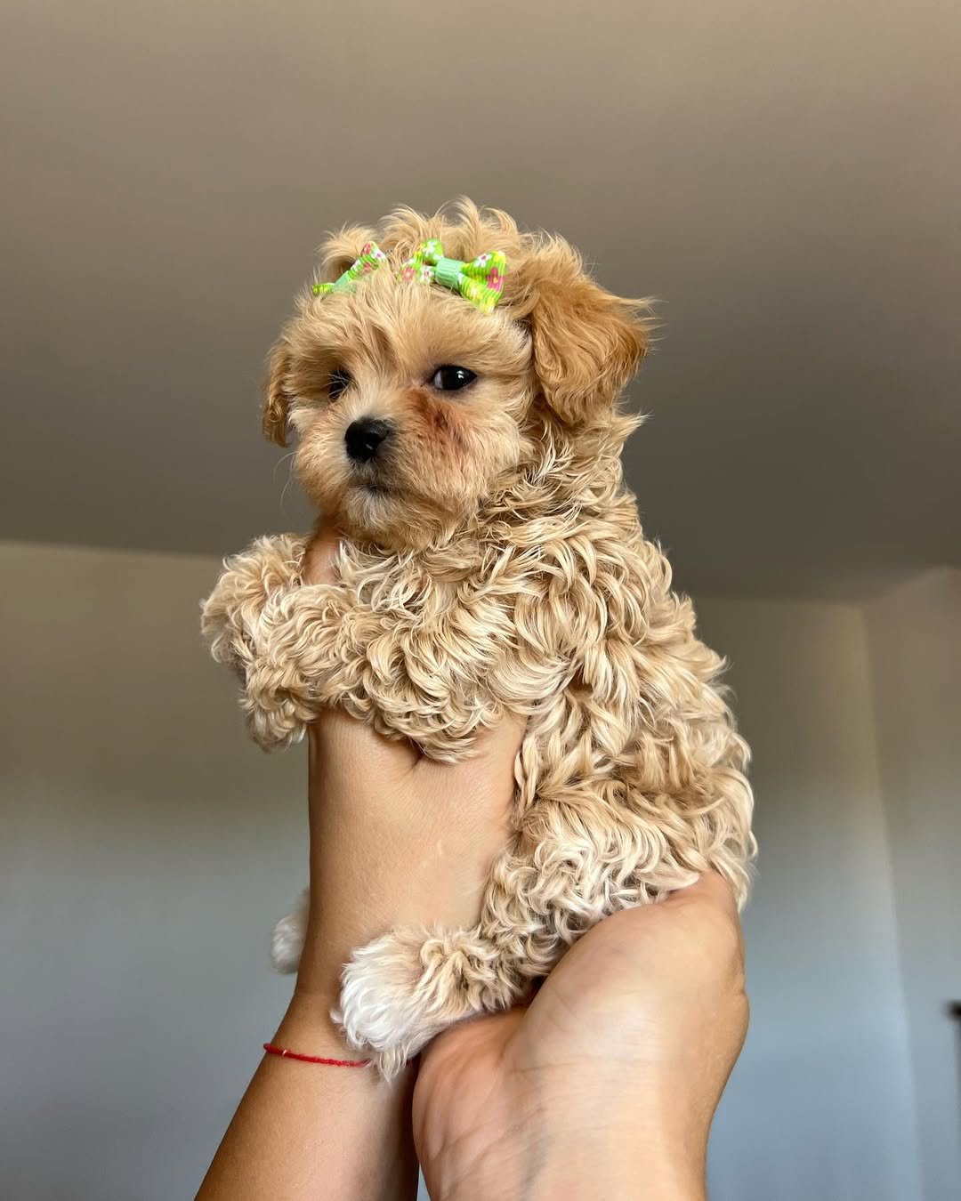 How much exercise does a Maltipoo puppy need daily