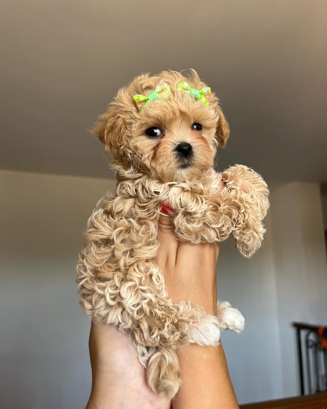 Do Maltipoo puppies have any common health issues