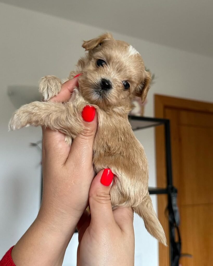 Temperament and Socialization: The Happy, Well-Adjusted Miniature Maltipoo Puppy