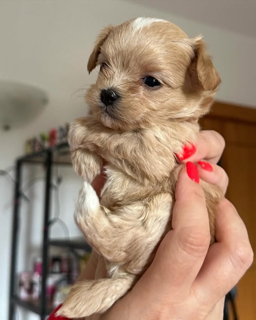 Step 3: Puppy Selection at Six Weeks and Temperament Matching