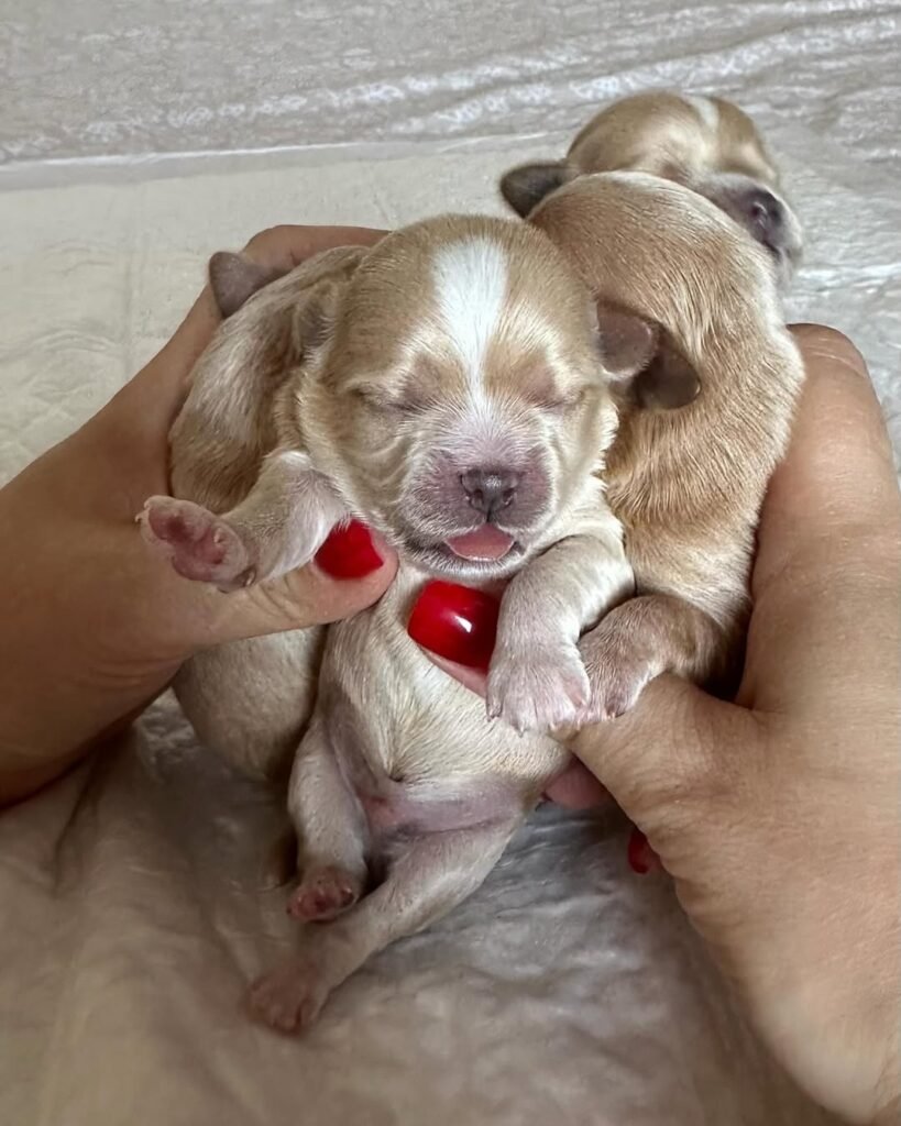 Lifetime Support for Maltipoo Owners​