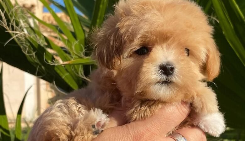 What is a Maltipoo puppy and how big do they get?
