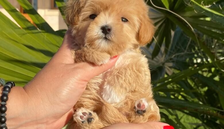 How much grooming does a Maltipoo puppy require?