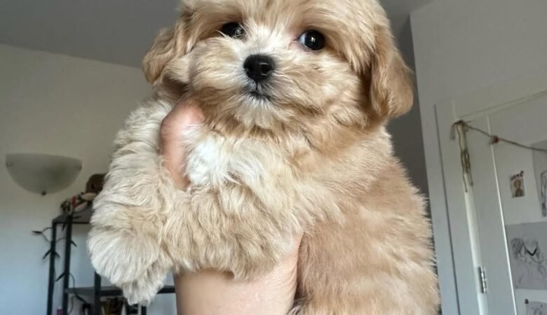 What kind of toys and enrichment activities are best for Maltipoo puppies?