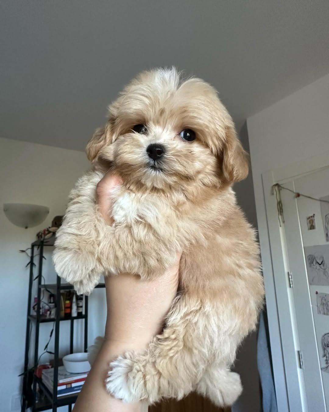 What kind of toys and enrichment activities are best for Maltipoo puppies