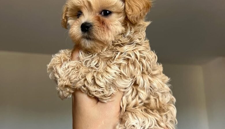Do Maltipoo puppies shed a lot?