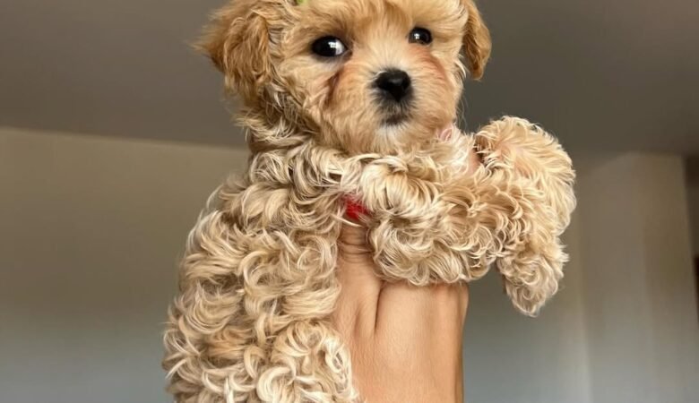 Do Maltipoo puppies have any common health issues?