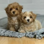Miniature Maltipoo Puppies for sale!