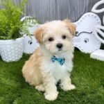 Miniature Maltipoo Puppies for sale!