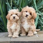 What specific health testing is done on the parent dogs to ensure a healthy Maltipoo puppy?
