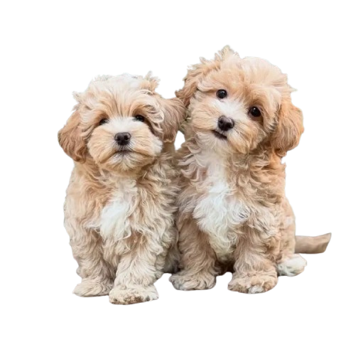 miniature maltipoo puppies for sale