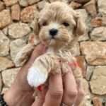 When is it Safe to Start Socializing My Maltipoo Puppy Outdoors?