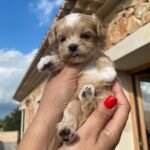 Q: Is the "Hybrid Vigor" of the Maltipoo enough to prevent all health problems?