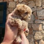 Does your post-adoption support and guidance for my Maltipoo puppy include help with behavioral issues like nipping or barking?