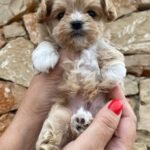 What are the signs that I am over-exercising my Maltipoo puppy?