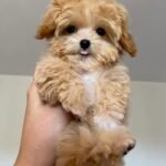 What exactly does a "health-checked" Maltipoo puppy include in your program?